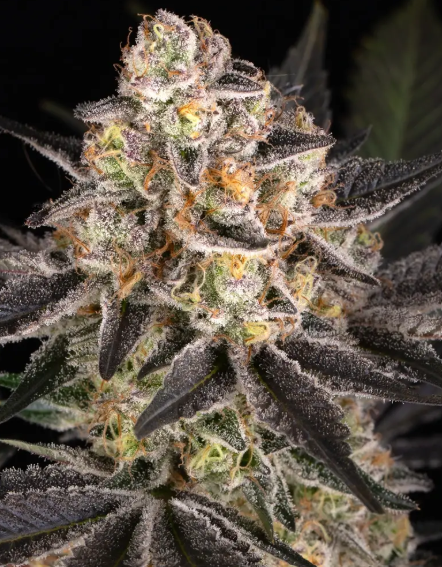 WHITE RUNTZ STRAIN