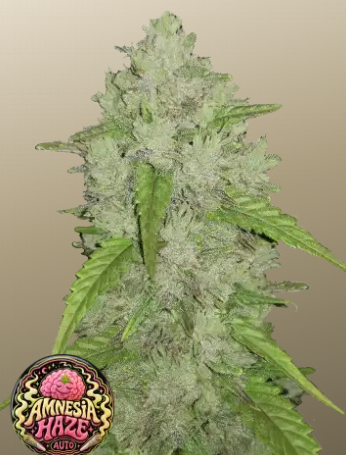 Amnesia Haze Auto