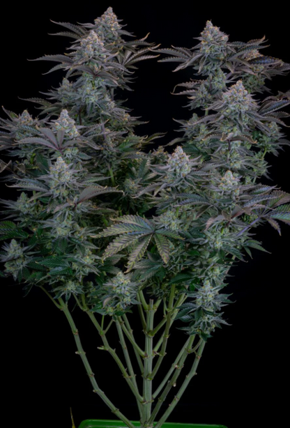 Gorilla Cookies FASTFLOWERING