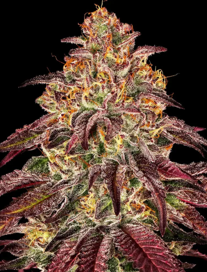 MIMOSA X ORANGE PUNCH AUTO