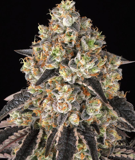 Black Cherry Gushers