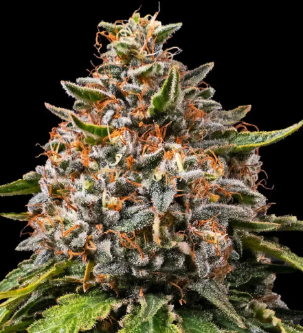 WHITE WIDOW XXL