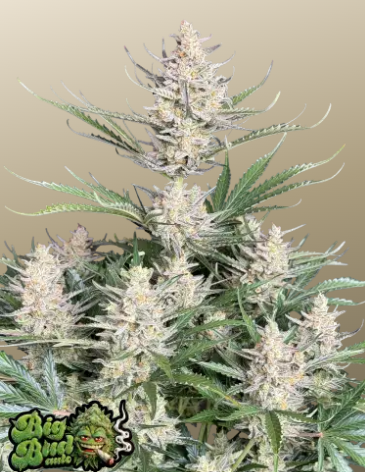 Big Bud Auto