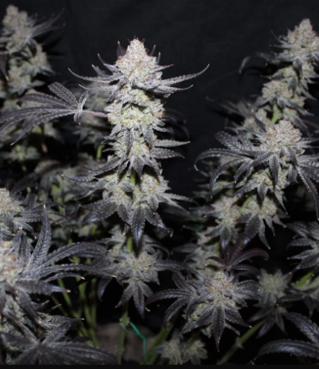 Tropicana Cookies FASTFLOWERING