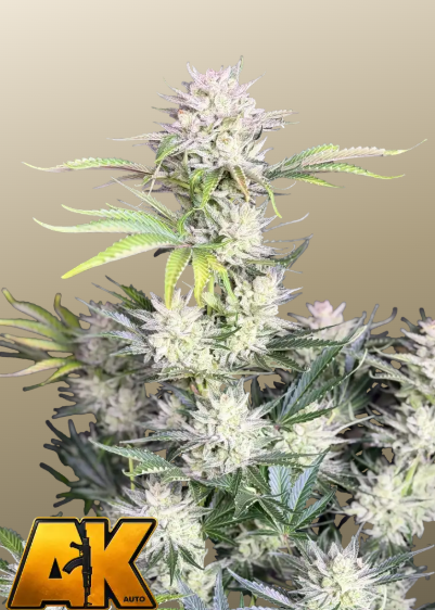 AK Auto
