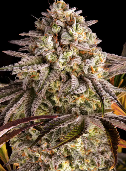 BLUE SUNSET SHERBERT