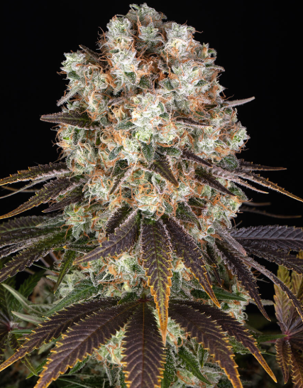 Bruce Banner