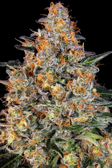 BUBBA KUSH