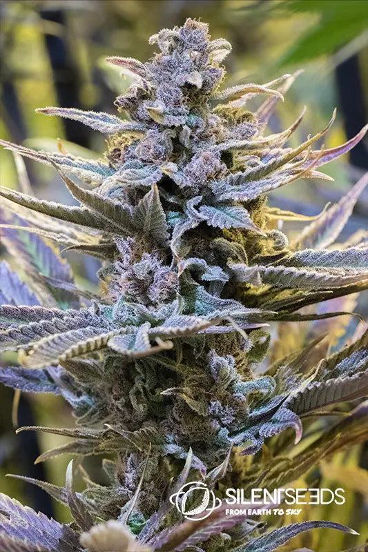 Cookielato — Silent Seeds