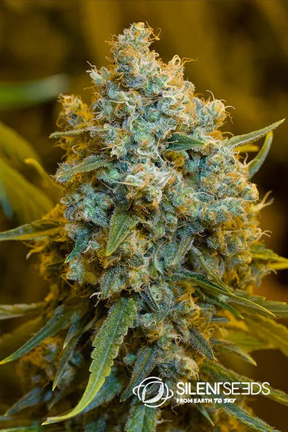 Critical Jack — Silent Seeds