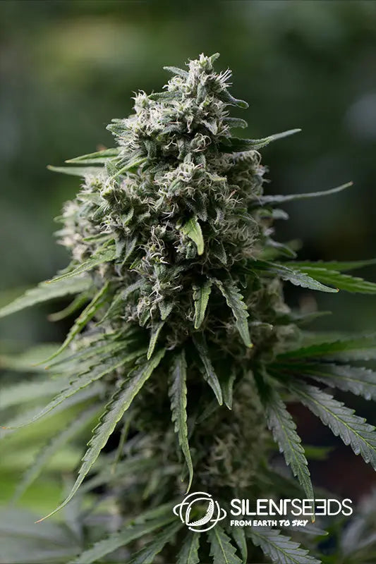 Critical+ 2.0 — Silent Seeds