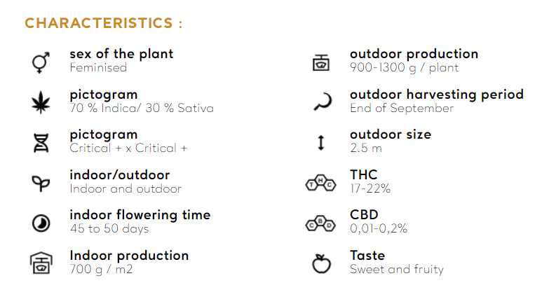 Critical+ 2.0 — Silent Seeds