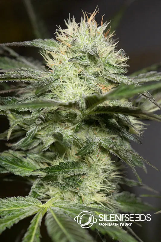 Lemon Sorbet — Silent Seeds