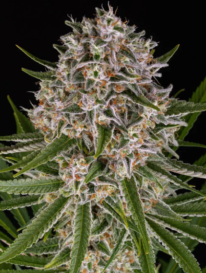 LEMON HAZE AUTO STRAIN