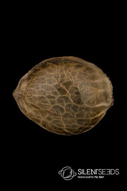 Moby Dick — Silent Seeds