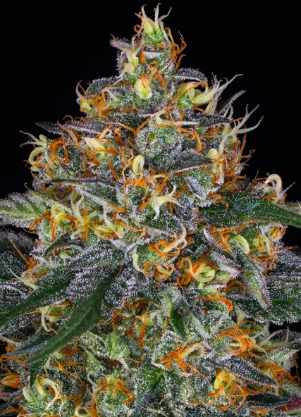MOBY DICK AUTO