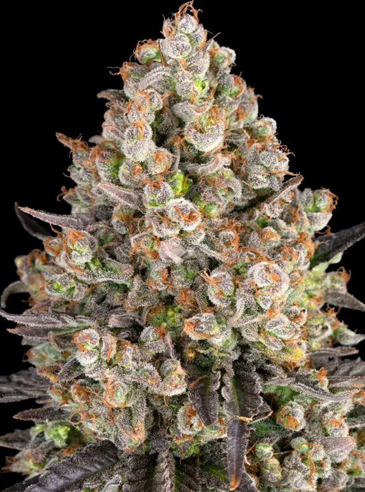 OG KUSH