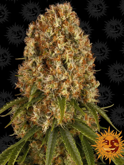 ORANGE SHERBERT