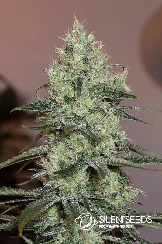 Original Amnesia — Silent Seeds