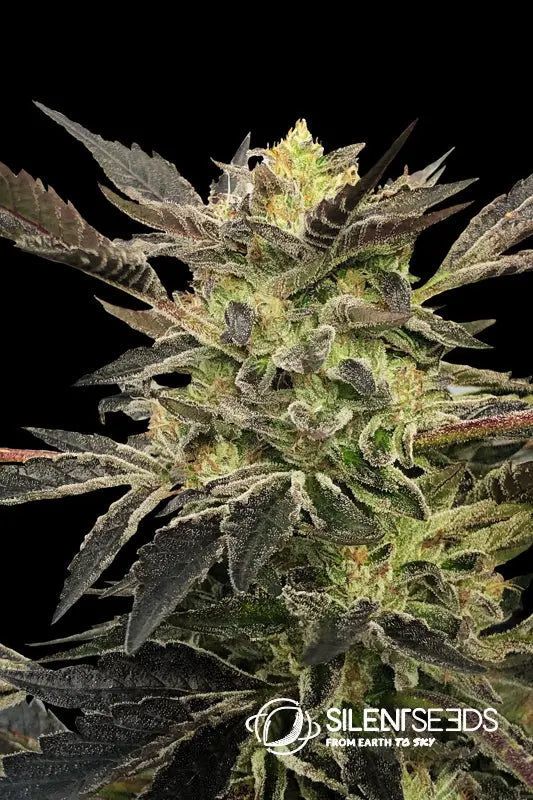 Pink Sunset Auto by Sherbinskis — Silent Seeds