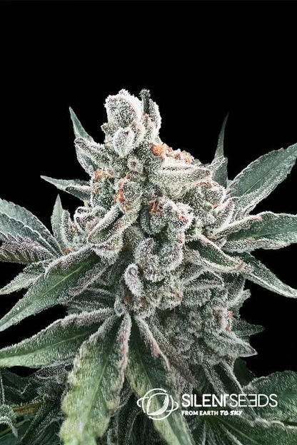 Polar Gelato Auto by Sherbinskis — Silent Seeds