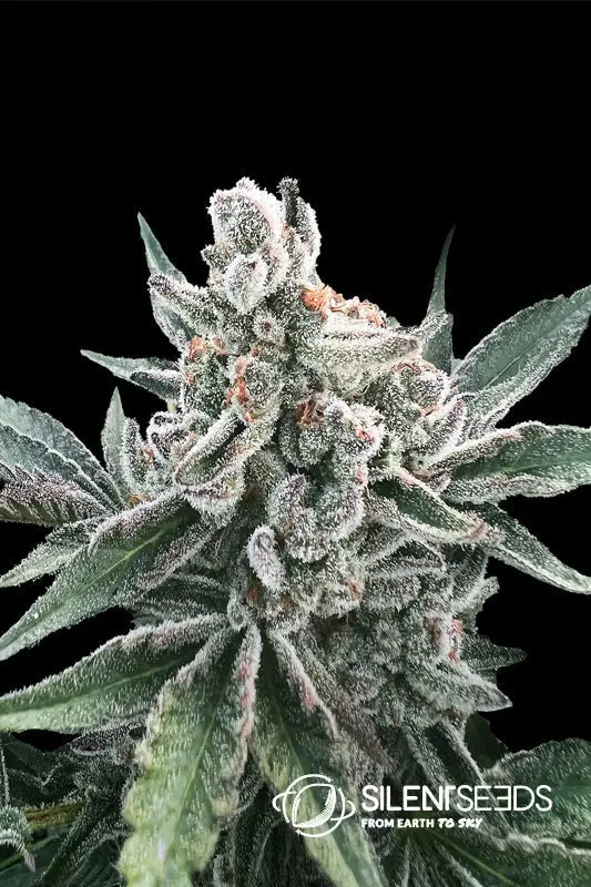 Polar Gelato Auto by Sherbinskis — Silent Seeds
