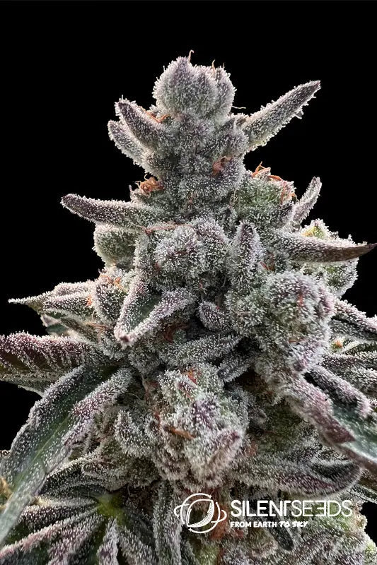 Polar Gelato by Sherbinskis — Silent Seeds