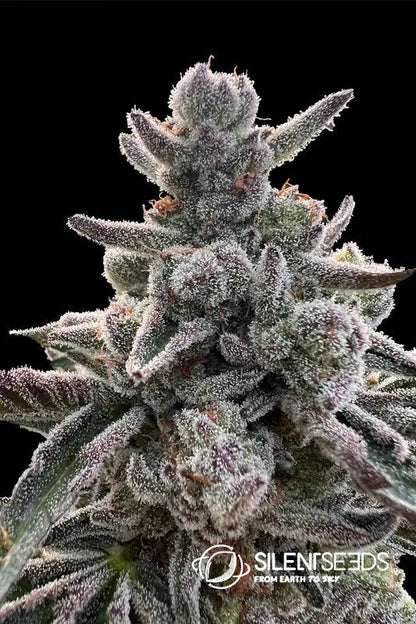 Polar Gelato by Sherbinskis — Silent Seeds