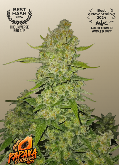 Papaya Cookies Auto