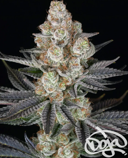 Papaya Frosting Strain DOJA