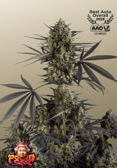Pound Cake Auto