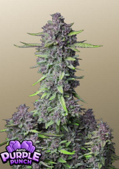 Purple Punch Auto