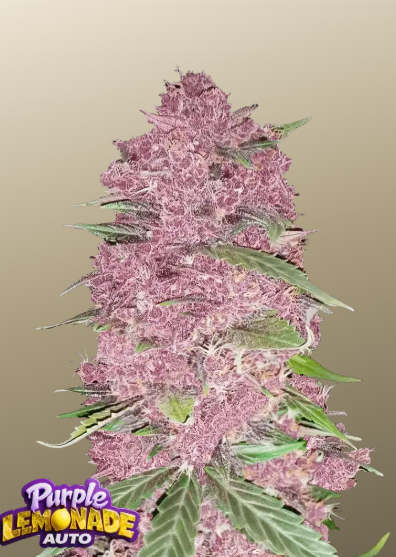 Purple Lemonade Auto