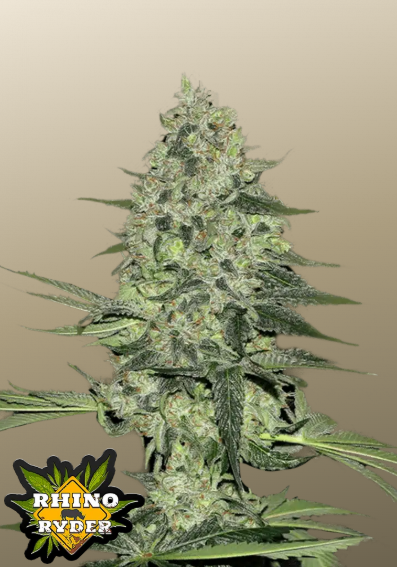 Rhino Ryder Auto