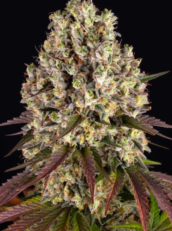 SOUR DIESEL STRAIN