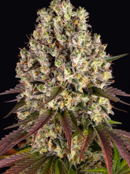 SOUR DIESEL STRAIN