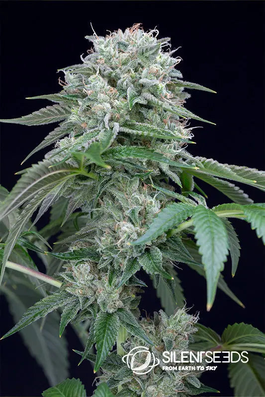 Starfire OG — Silent Seeds