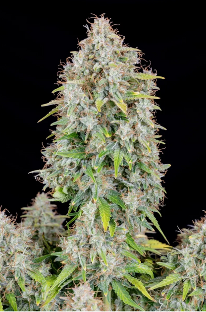 Cinderella Auto