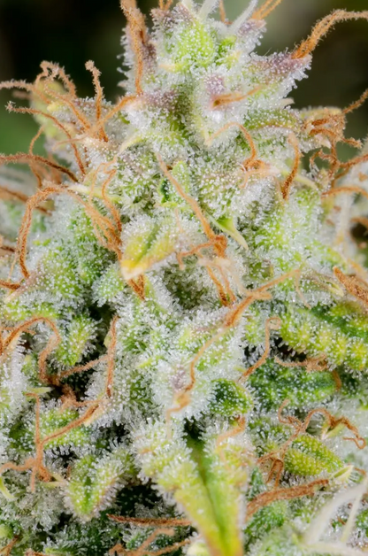Cinderella Auto