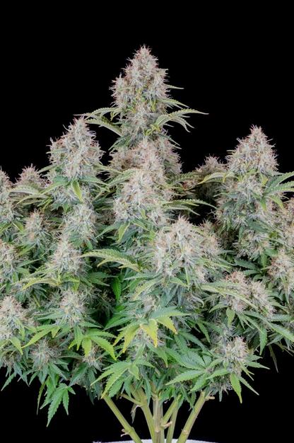 Cinderella Auto