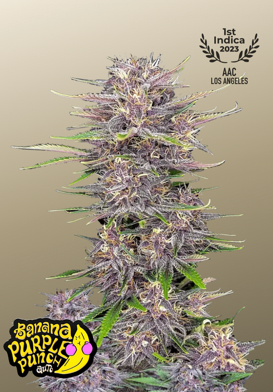 Banana Purple Punch Auto