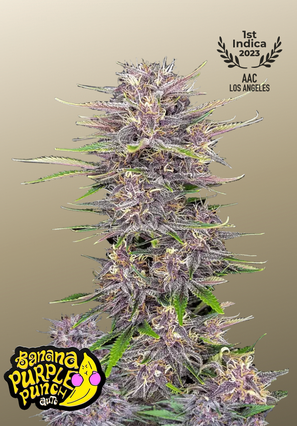 Banana Purple Punch Auto