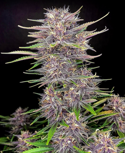Banana Purple Punch Auto