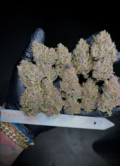 Banana Purple Punch Auto
