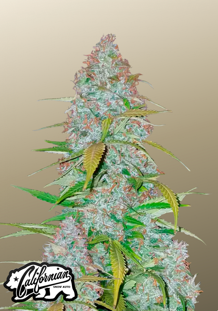 Californian Snow Auto