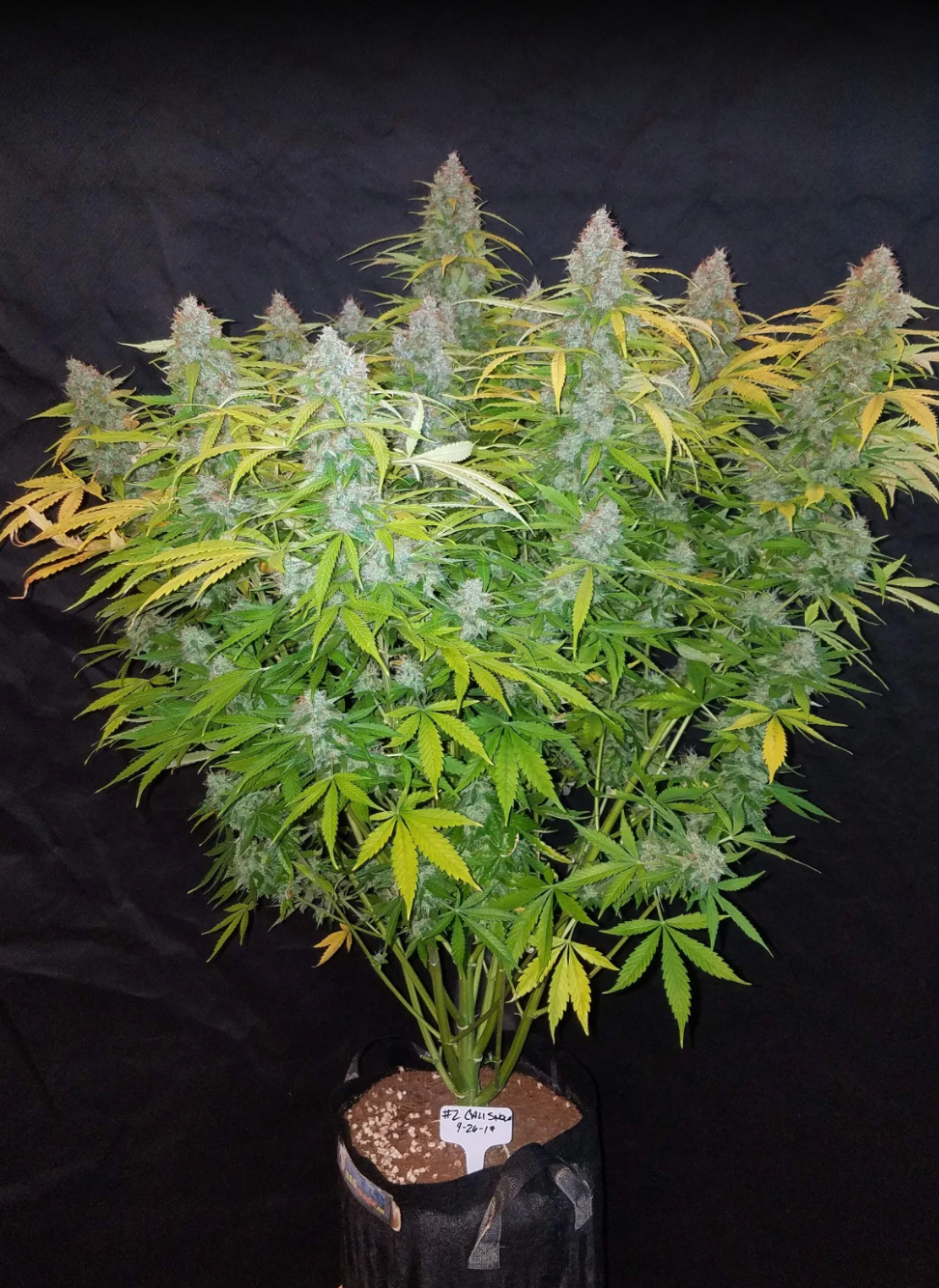 Californian Snow Auto