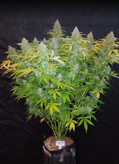 Californian Snow Auto