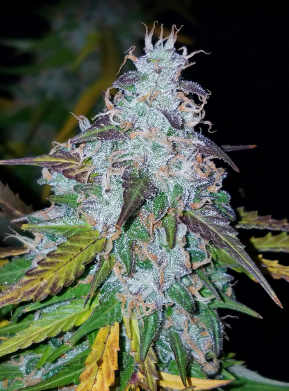 Californian Snow Auto