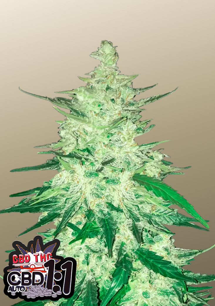 CBD Auto 1:1 (CBD Crack)