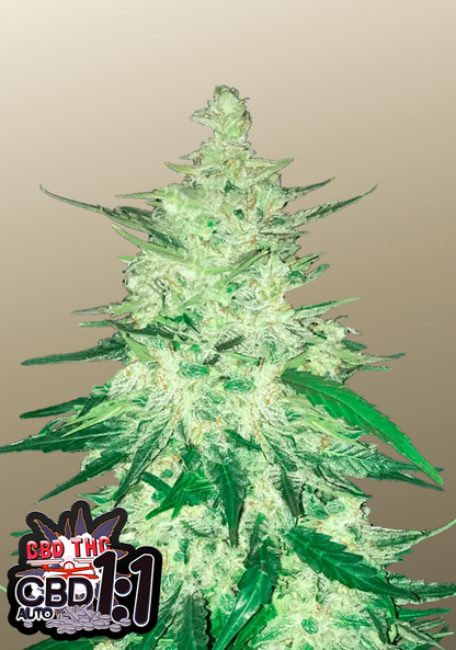 CBD Auto 1:1 (CBD Crack)